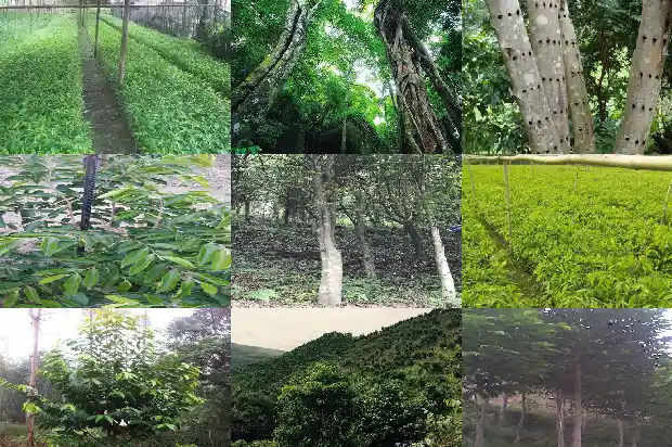 绿棋沉香产地1682555351077 绿棋沉香产地1682555351077