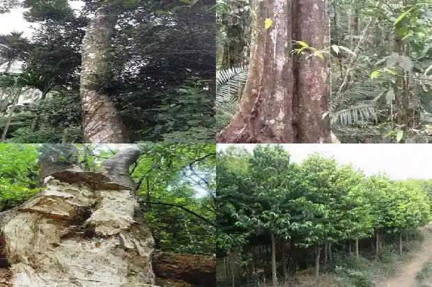 绿棋沉香产地1682555351124 绿棋沉香产地1682555351124