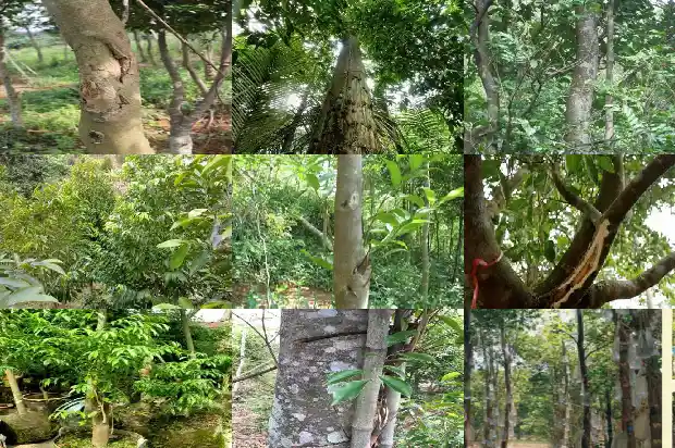 白木香沉香市场价1682555544187 白木香沉香市场价1682555544187