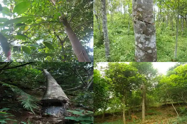 沉香苗批发市场1697328523702 沉香苗批发市场1697328523702