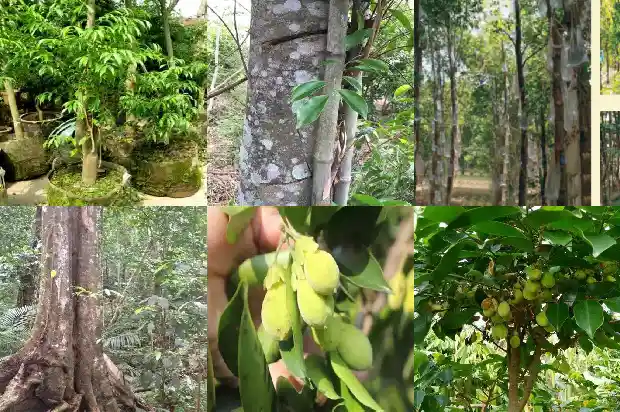 沉香 和沉香木1682555714476 沉香 和沉香木1682555714476