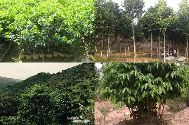 沉香跟沉香木1682640546529 沉香跟沉香木1682640546529