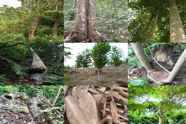 越南芽庄沉香产地1682640834007 越南芽庄沉香产地1682640834007
