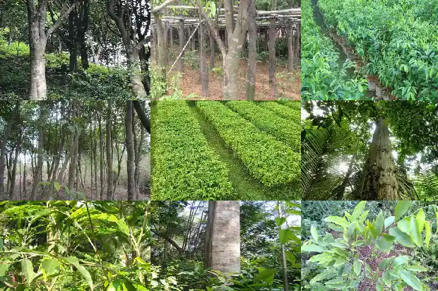 越南芽庄沉香产地1682640834055 越南芽庄沉香产地1682640834055