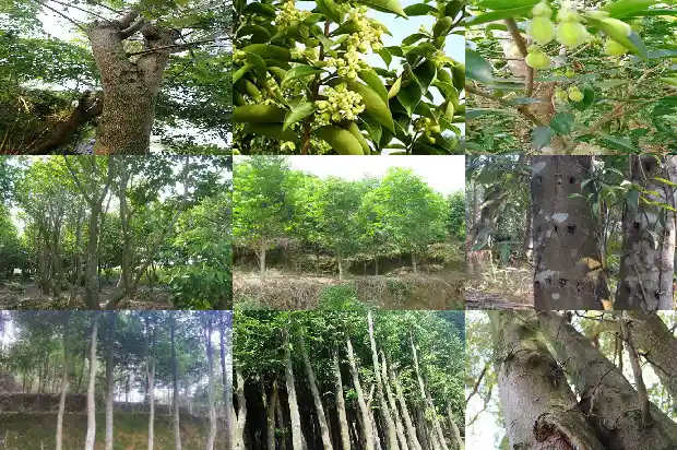 药用沉香产地1682640971734 药用沉香产地1682640971734
