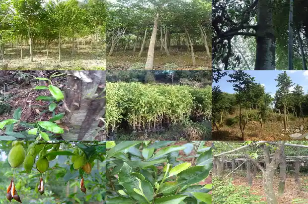药用沉香产地1682640971781 药用沉香产地1682640971781