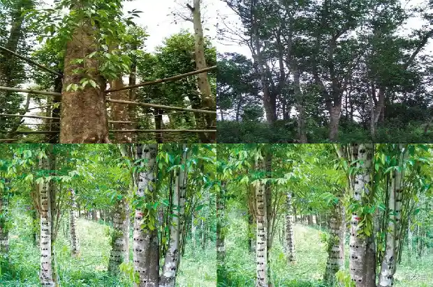 药用沉香产地1682640971829 药用沉香产地1682640971829