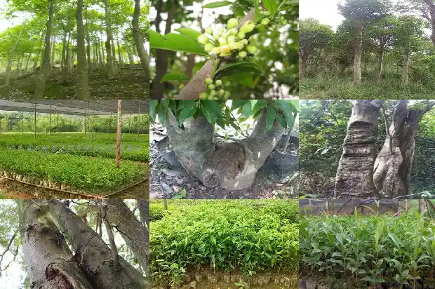 沉香产地香味1682641109397 沉香产地香味1682641109397
