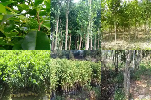 沉香产地香味1682641109444 沉香产地香味1682641109444