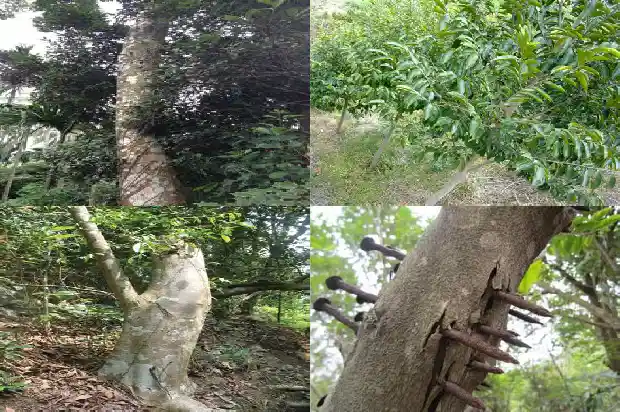 沉香绿奇楠的价格1691453488627 沉香绿奇楠的价格1691453488627