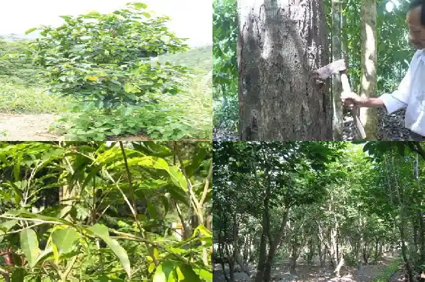 沉香的产地1696378189980 沉香的产地1696378189980