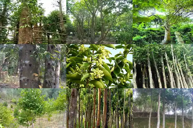 芽庄沉香产地1682641412273 芽庄沉香产地1682641412273