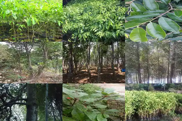 芽庄沉香产地1682641412319 芽庄沉香产地1682641412319