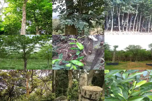 芽庄沉香产地1682641412414 芽庄沉香产地1682641412414
