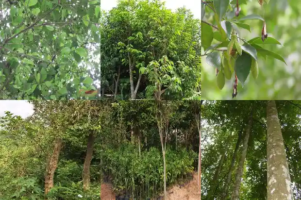 世界上最好的沉香产地1682641859058 世界上最好的沉香产地1682641859058