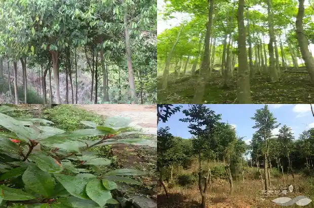 世界上最好的沉香产地1682641859153 世界上最好的沉香产地1682641859153