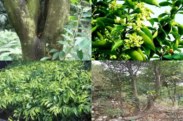 沉香的价格是多少钱一克1690070988790 沉香的价格是多少钱一克1690070988790
