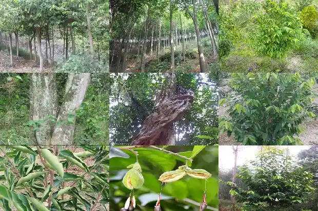 沉香沉水价格1693181324066 沉香沉水价格1693181324066