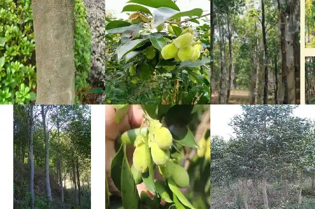 虫漏沉香有收藏价值吗1694822964616 虫漏沉香有收藏价值吗1694822964616