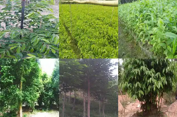 儋州沉香1682727351024 儋州沉香1682727351024