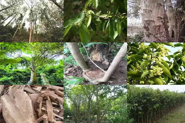 儋州沉香1682727351072 儋州沉香1682727351072