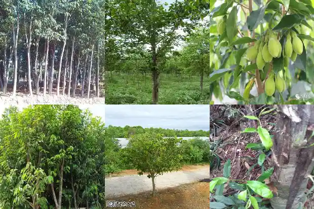 徐汇区沉香1682727717691 徐汇区沉香1682727717691