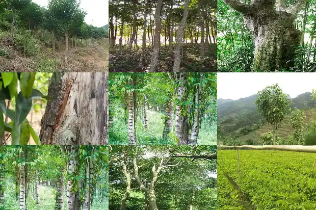 徐汇区沉香1682727717739 徐汇区沉香1682727717739