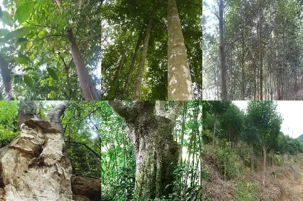 沉香 产地1682727835975 沉香 产地1682727835975