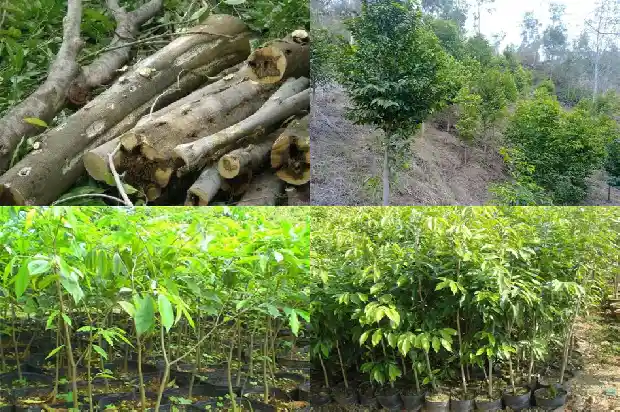 沉香树苗适合在哪里种1698192578473 沉香树苗适合在哪里种1698192578473