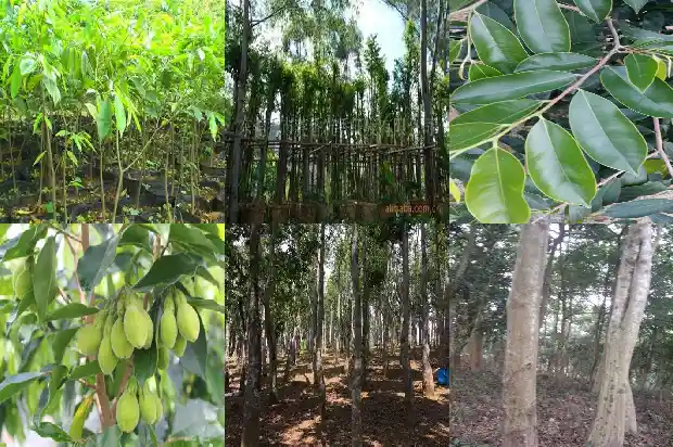 十年的沉香树价辂值多少1698278996776 十年的沉香树价辂值多少1698278996776