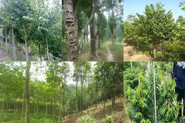 莆田沉香1682813348346 莆田沉香1682813348346