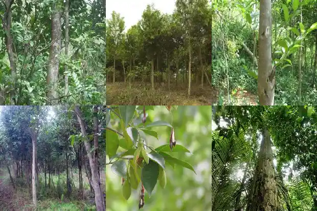 莆田沉香1682813348394 莆田沉香1682813348394