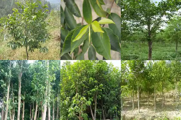 沉香珠子价格1693354166945 沉香珠子价格1693354166945