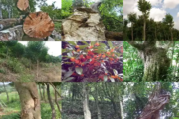 青浦区沉香1682813617540 青浦区沉香1682813617540