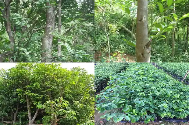 中山市沉香1682813755651 中山市沉香1682813755651