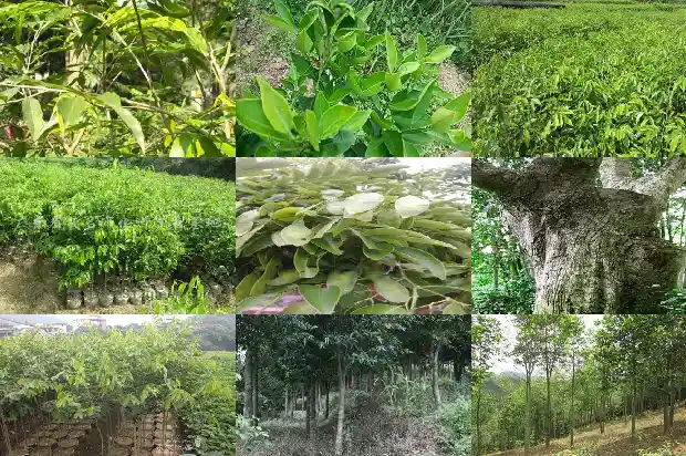 中山市沉香1682813755699 中山市沉香1682813755699