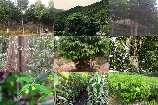 沉香木树苗怎么养1698797338423 沉香木树苗怎么养1698797338423