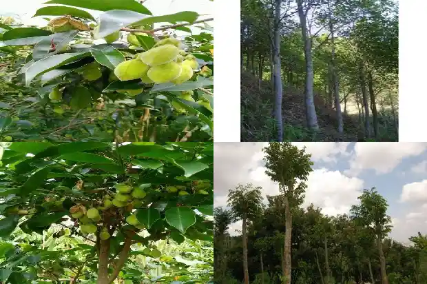 甘肃沉香1682813996571 甘肃沉香1682813996571