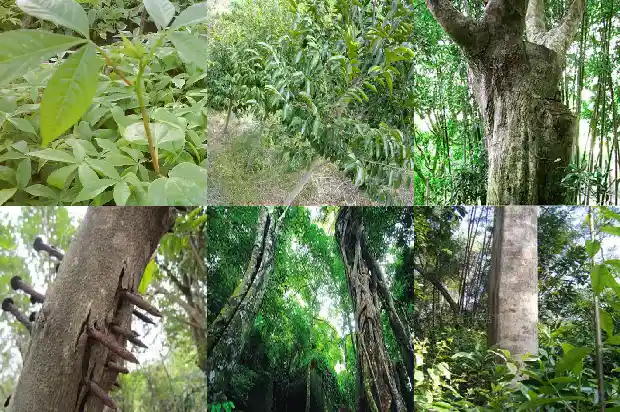 甘肃沉香1682813996618 甘肃沉香1682813996618