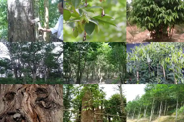 宁波买沉香1682814107486 宁波买沉香1682814107486