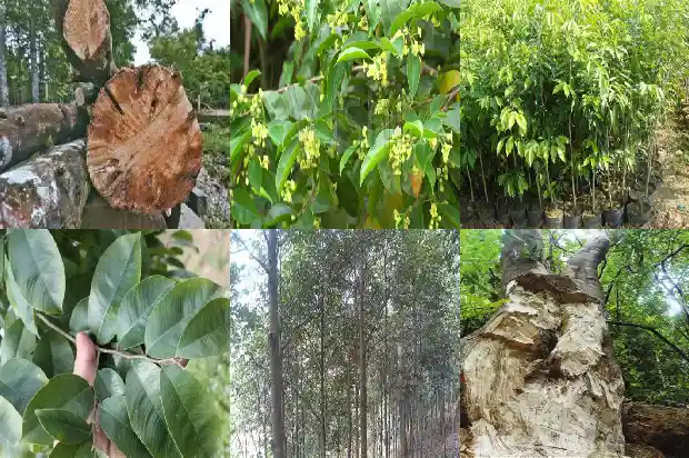 武汉沉香1682814336791 武汉沉香1682814336791