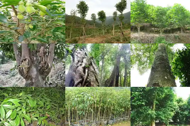 武汉沉香1682814336839 武汉沉香1682814336839