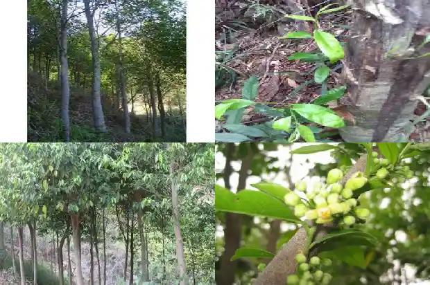 沉香苗的种植方法1696637374642 沉香苗的种植方法1696637374642
