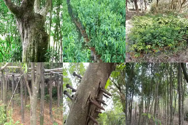 沉香奇楠价格1692922176181 沉香奇楠价格1692922176181