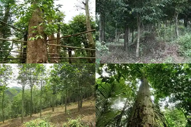 沉香树最好人工结香技术1682814546419 沉香树最好人工结香技术1682814546419