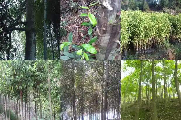 沉香树最好人工结香技术1682814546466 沉香树最好人工结香技术1682814546466