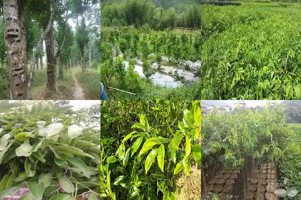 沉香树最好人工结香技术1682814546514 沉香树最好人工结香技术1682814546514