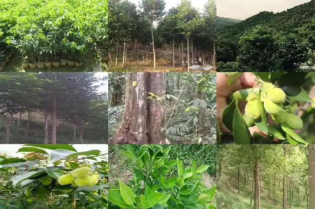沉香树人工造香技术1682899746309 沉香树人工造香技术1682899746309