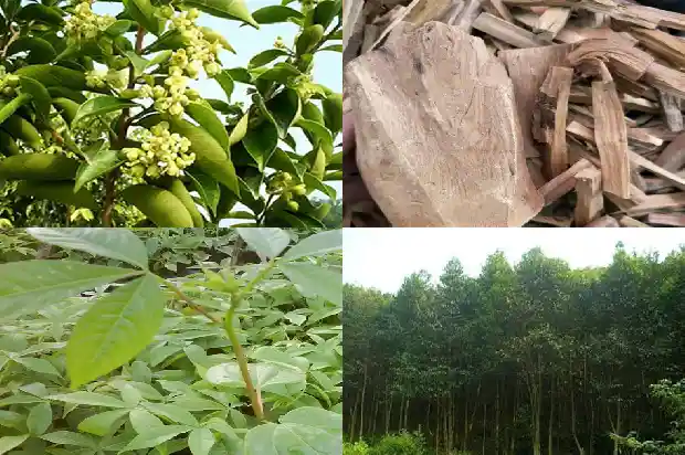 沉香树人工造香技术1682899746356 沉香树人工造香技术1682899746356
