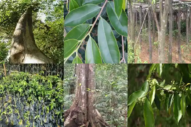 奇楠沉香树的种植技术1682900042715 奇楠沉香树的种植技术1682900042715